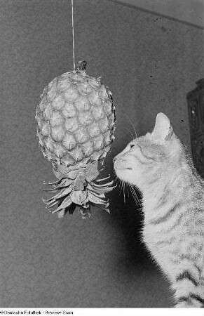 Eine Katze und eine an einem Band befestigte Ananas