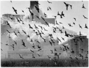 Vogelschwarm fliegt vor einem Fabrikgebäude