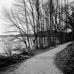 Grabauer See: Hoherdammer Teich: Wanderweg: vorn links Stapel mit Baumstämmen und Ästen: hinten Baumreihe
