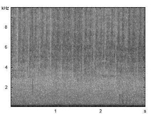 Feldgrashüpfer | Chorthippus apricarius - Stridulation
