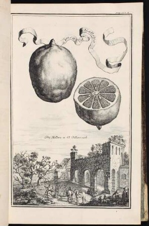 p. 150a Die Rudera in Cl. Pillenreuth. - Klosteranlage des ehemaligen Chorfrauenstifts Pillenreuth, Nürnberg-Pillenreuth
