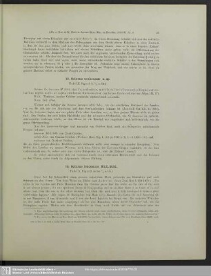 14. Sciurus leucomus Müll. Schl.