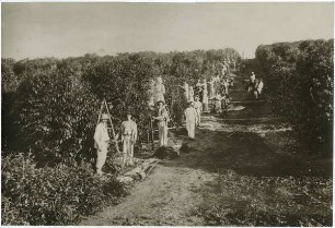 Kaffee-Ernte in Brasilien