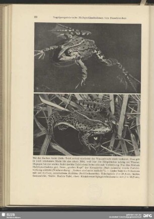 Wasserfrosch