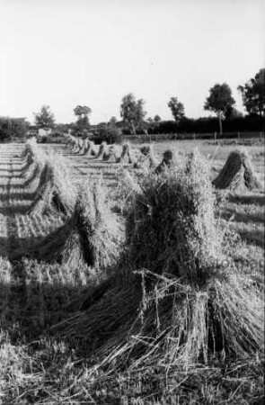 Feld mit Getreidehocken: hinten Baumreihe und Knick
