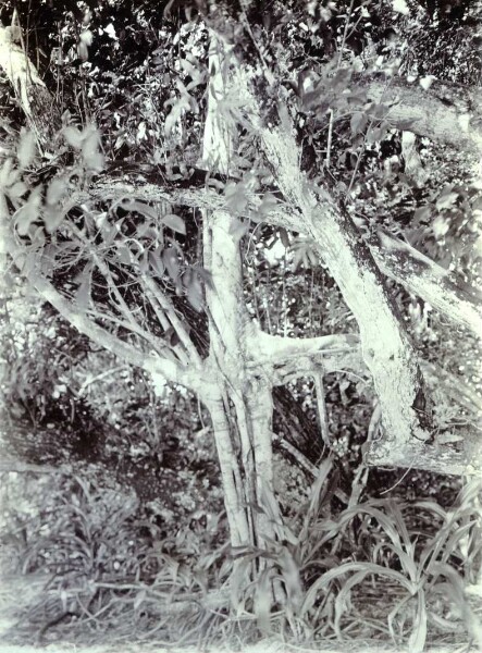 "Liane cruciforme (en forme de moulin à vent) sur la plage de Lamasong".