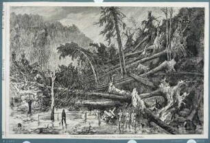 Darstellung entwurzelter Bäume nach einem Windbruch im Rabenauer Grund bei Tharandt