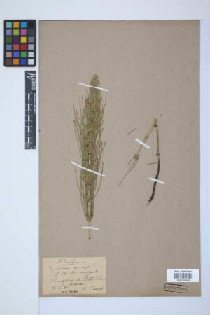 Equisetum arvense L.