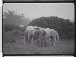 Social Behaviour in the Camargue Horse - Documentation Behaviour in Stallions (Open Air Shots)