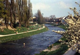 Freiburg: Lagernde an der Dreisam, von der Kronenbrücke, Vordergrund Blüten