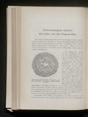 Fünfundzwanzigster Abschnitt. Die Lehre von den Eingeweiden.