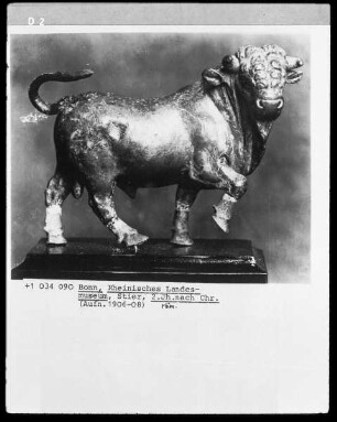 Stier