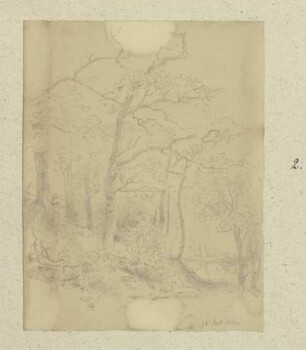 Waldweg, im Hintergrund ein Gewässer