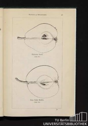 Madame Verté. Frau Luise Goethe.