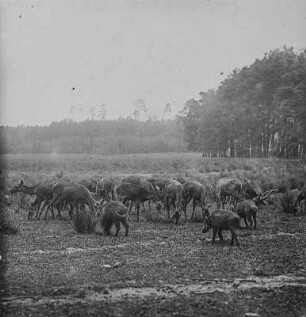 Rot- und Schwarzwild : Wildgehege Moritzburg. Rothirsche (Cervus elaphus Linnaeus) fressen gemeinsam mit Wildschweinen ( Sus scorfa Linnaeus)
