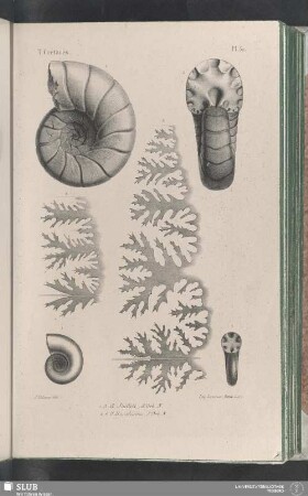 Pl. 50