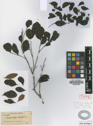 Aulacocarpus wrightii Griseb. [type]