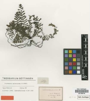 Trichomanes asplenioides C.Presl [type]