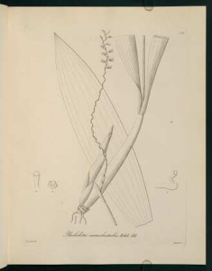 89r-89v, Pholidota camelostalix