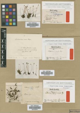 Catharinea erosa Hampe [isotype]