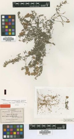 Lippia appendiculata B.L.Rob. & Greenm. [isotype]