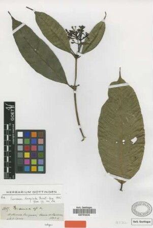 Faramea torquata Müll.Arg. [isotype]