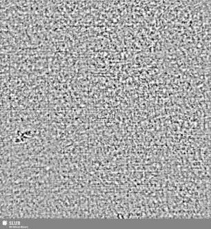Lilienschild + IESV / LW = S.11/12