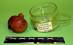 Punica granatum