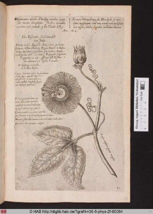 [Passionsblume]