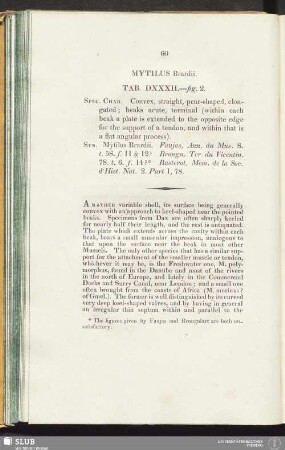 Mytilus Brardii. Tab. DXXXII.—fig. 2