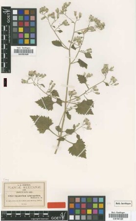 Eupatorium sphenopodum B.L.Rob. [type]