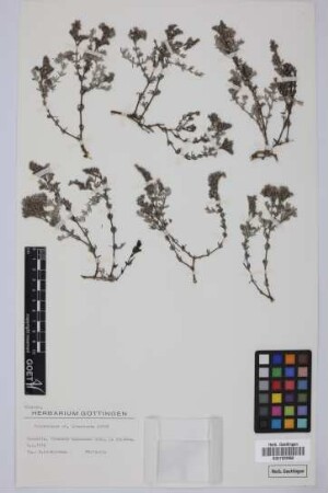 Polycarpaea divaricata Poir. ex Steud.