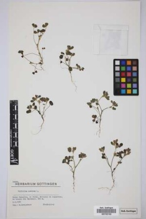 Trifolium scabrum L.