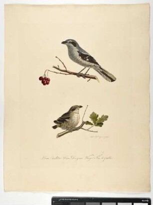 Lanius Excubitor. Linn. Der graue Würger. Fem. et pullus. - Raubwürger. Lanius excubitor; fem. pullus. - Zeichner und Stecher: Ambrosius Gabler