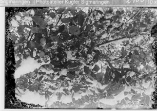 Kirschen an einem Baum