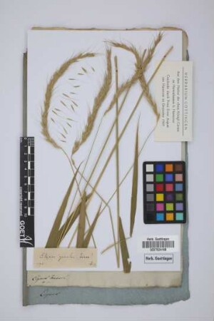 Elymus gracilis tener !