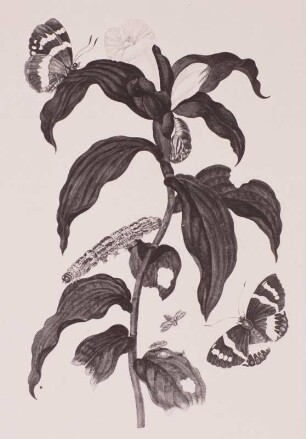 Metamorphisis Insectorum Surinamensium
