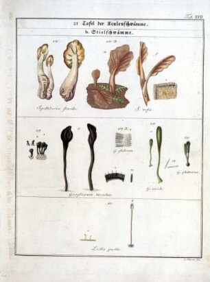2e Tafel der Keulenschwämme b. Stielschwämme