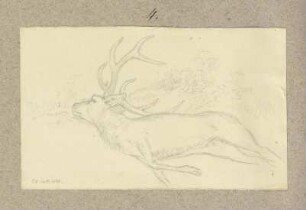 Zur Strecke gebrachter Hirsch