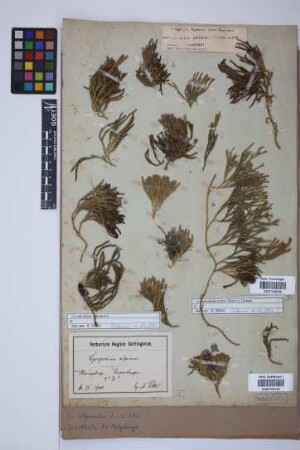 Diphasiastrum issleri (Rouy) J. Holub