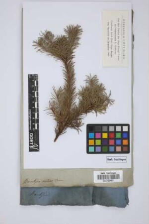 Banksia nutans Brown