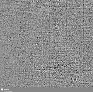 Lilienschild + IESV / LW = S.33/34