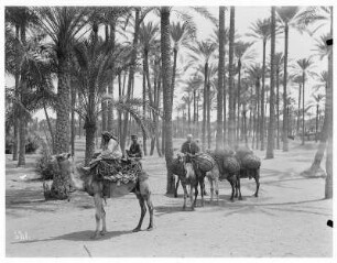 Bei Kairo (Ägypten). Beduinen mit Kamelen