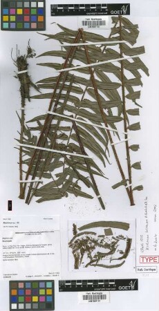 Blechnum bolivianum M.Kessler & A.R.Sm. [isotype]