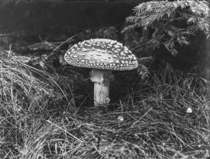 Fliegenpilz : Fliegenpilz (Amanita muscaria Linnaeus).