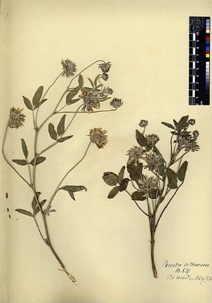 Leguminosae Psoralea bituminosa Linné, Carl von (1707 - 1778) [Bayt Mahsir, Bet Meir, Beit Meir]