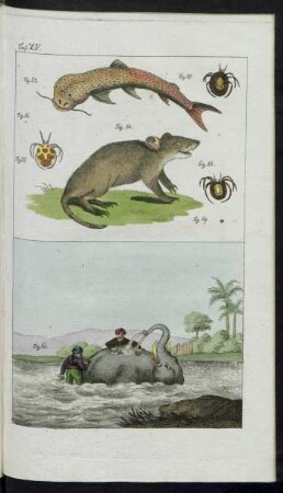 Taf. XV. Fig. 52., Fig. 53. - Fig. 60.