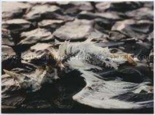 Vogelkadaver (Altersgruppe 18-21)