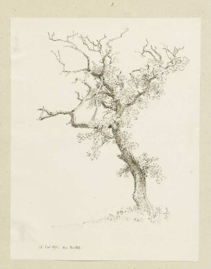 Baum am Sandhof im Wildbann Dreieich bei Frankfurt am Main