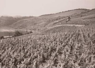 Groß Tschernosek an der Elbe (Velké Zsernoseky (Böhmen)). Weinanbaugebiet. Blick über Weinberge
